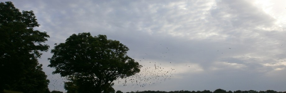 A murder of swarming crows