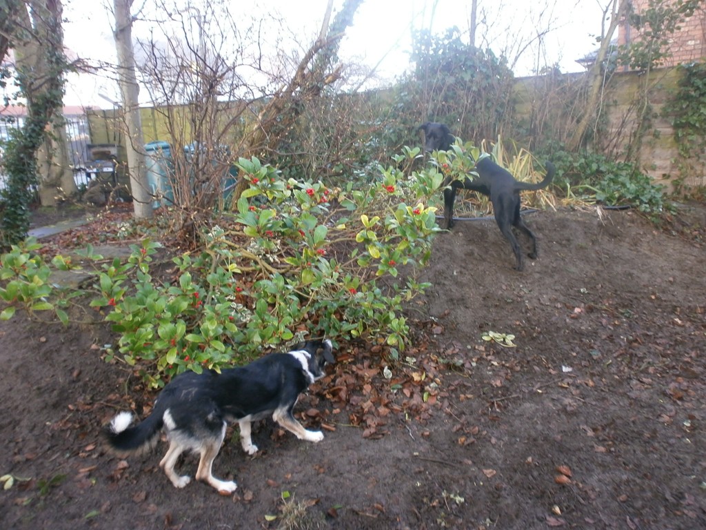 doberman/lab mix and collie playing