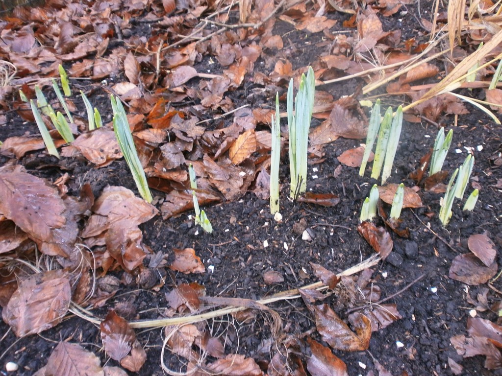 daffodil shoots