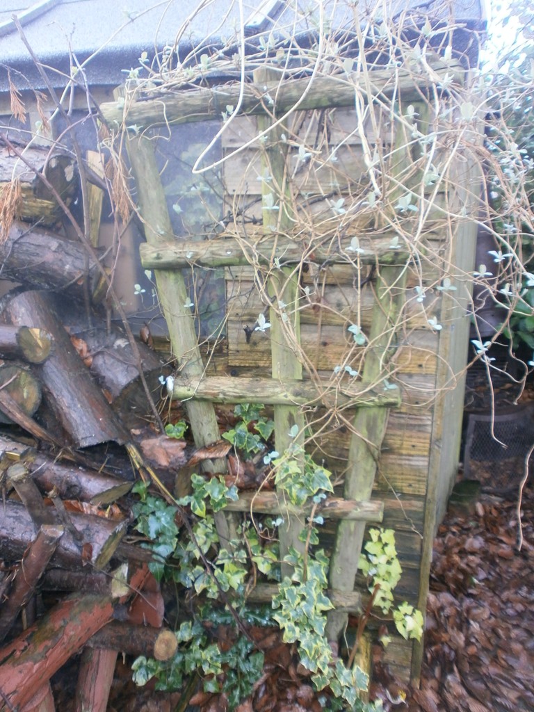 honeysuckle buds