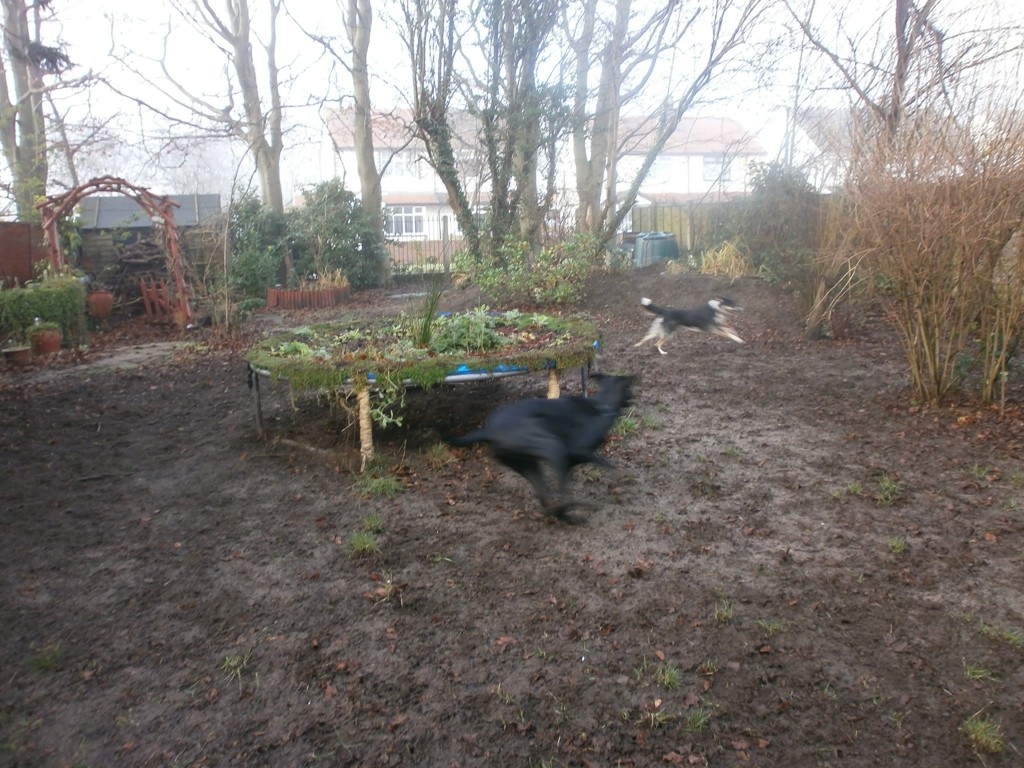 doberman/lab mix and border collie playing