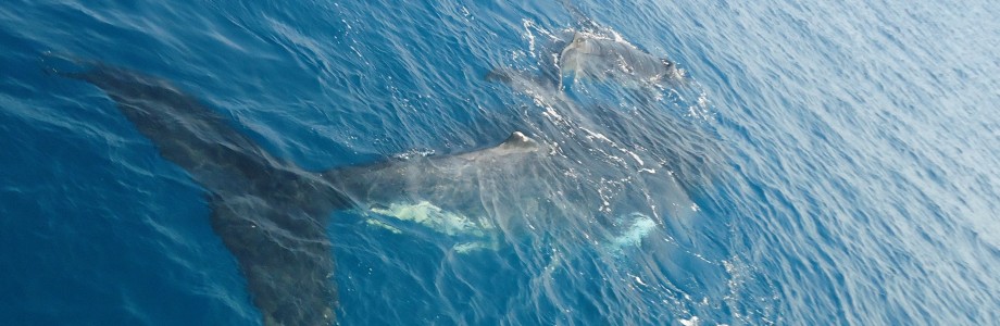 humpback whales, mother and calf