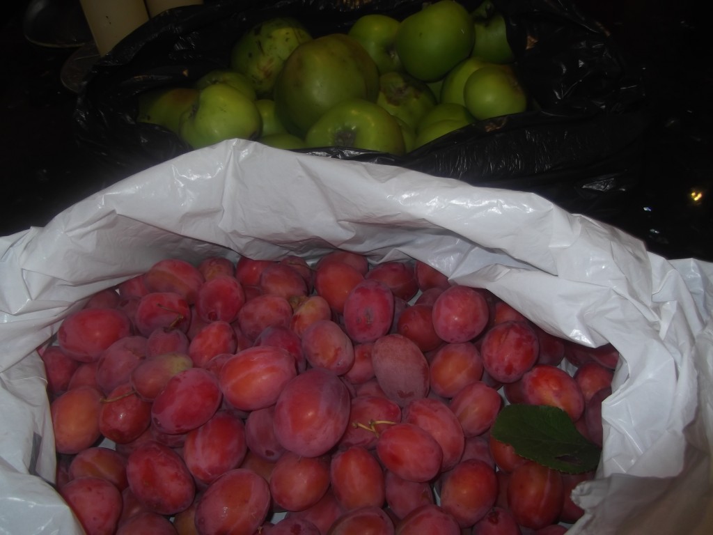 Home grown apples and plums