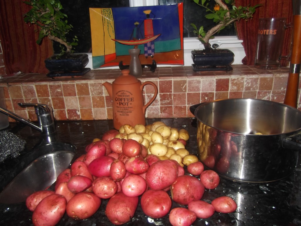 Home grown potatoes