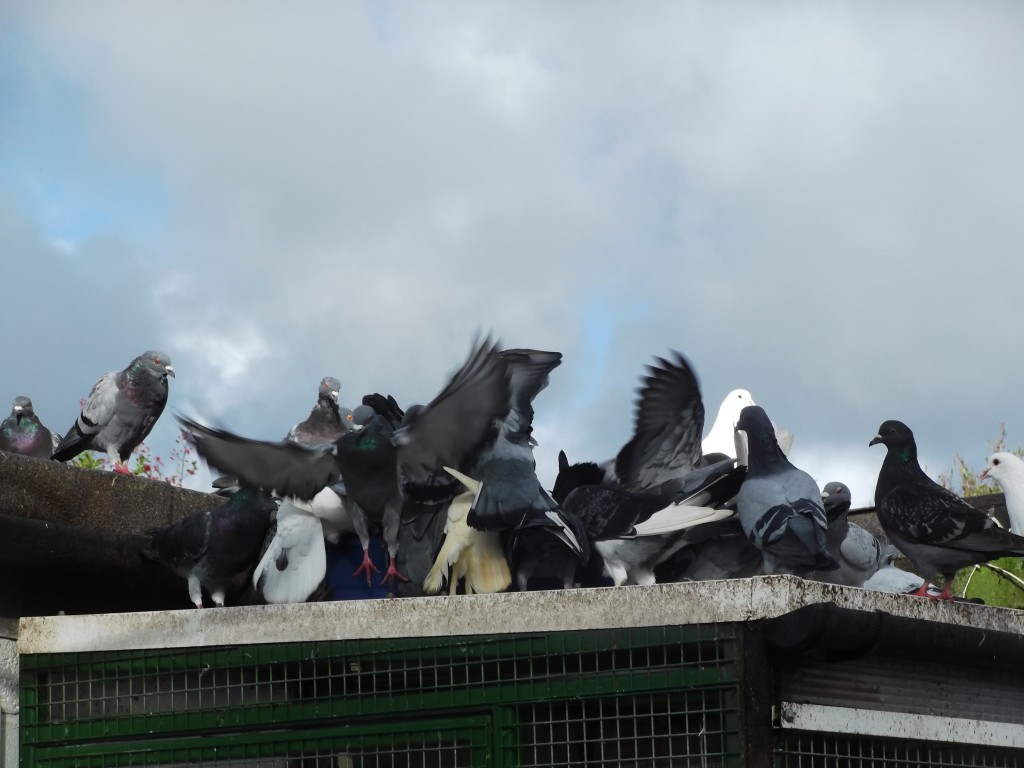 Feeding frenzy