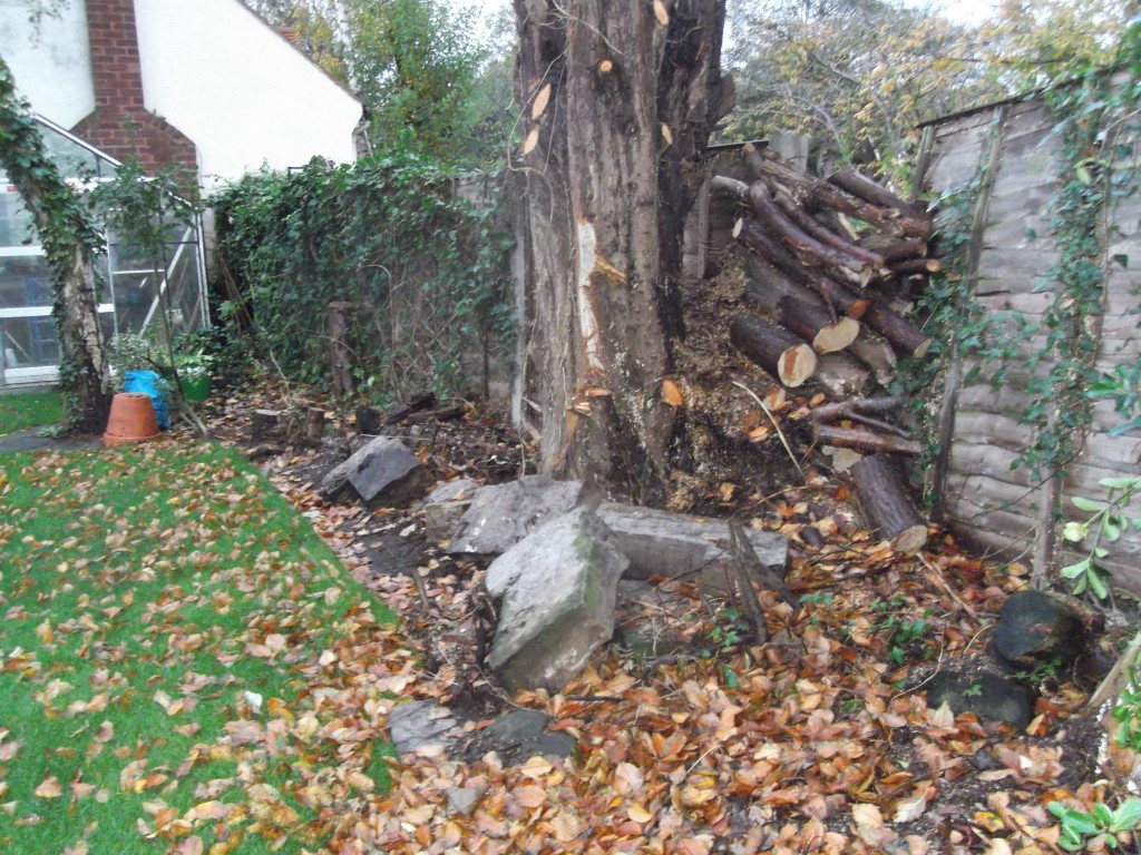 felled tree