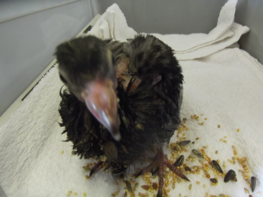 Pigeon chick- a face only a mother and I could love